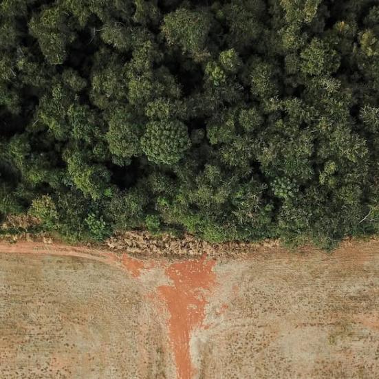 Foto af grænse mellem slette og Amazonas